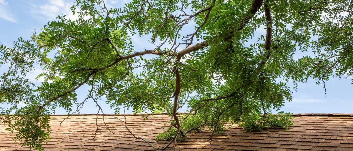 A tree with dangerous overhanging branches near a house