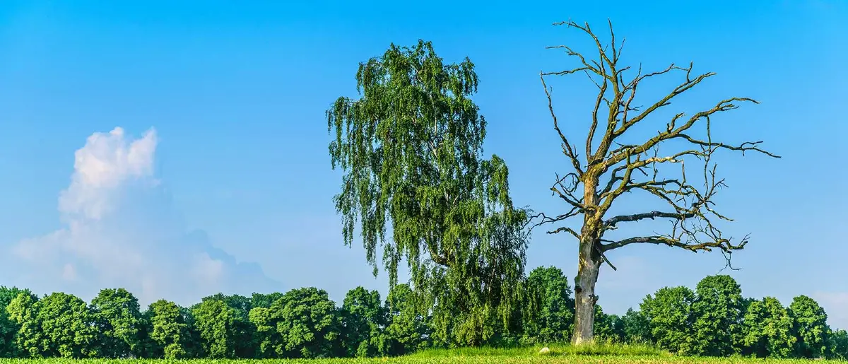 A tree without leaves and peeling bark, indicating it is dead