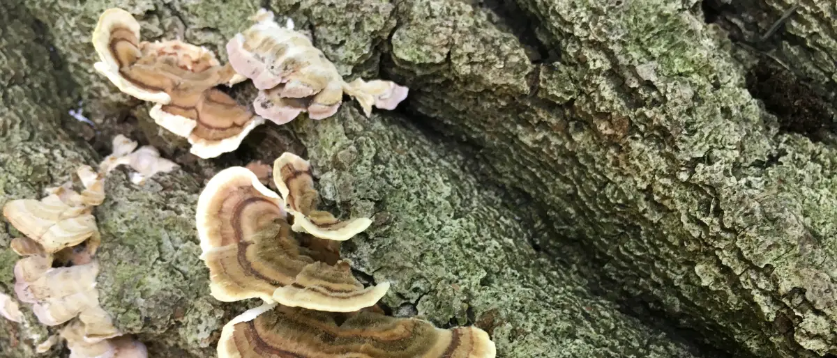 Fungal growth at the base of a tree, indicating internal decay
