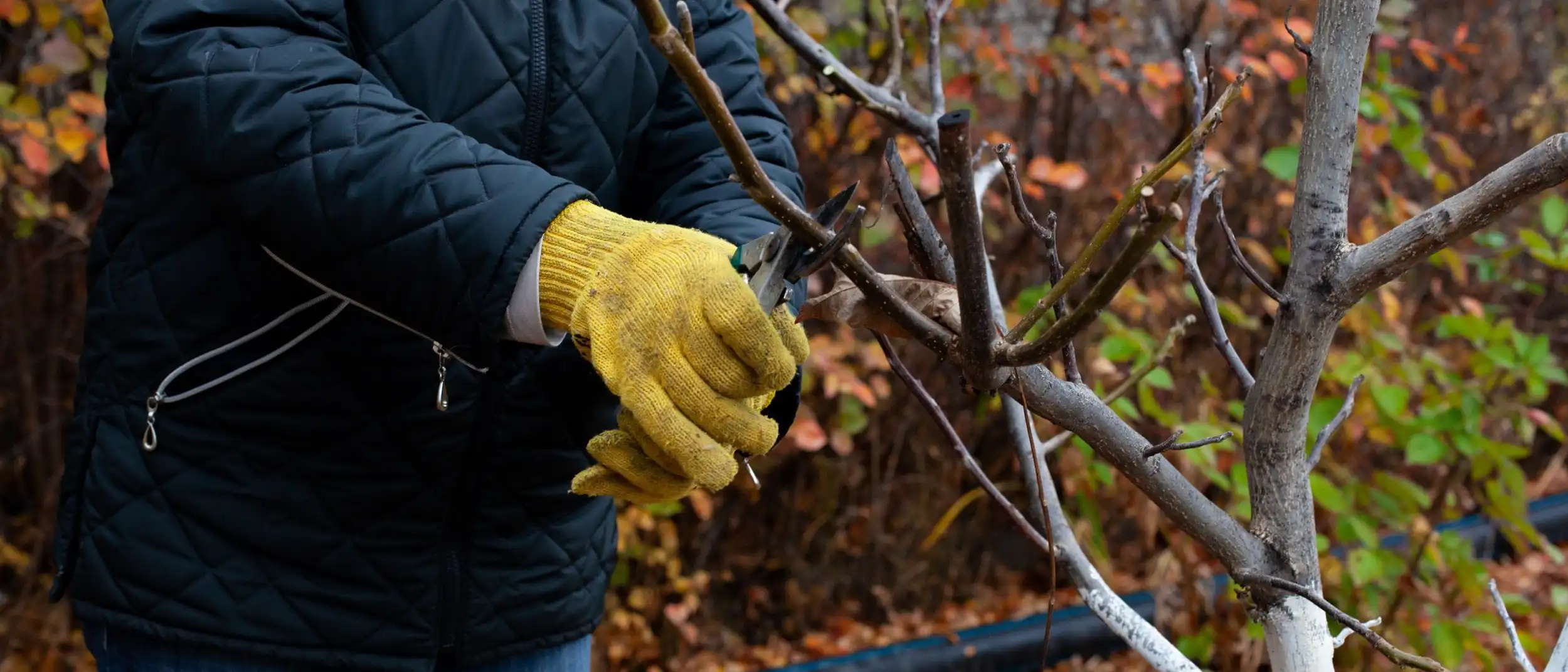 A tree being trimmed with fall foliage in the background