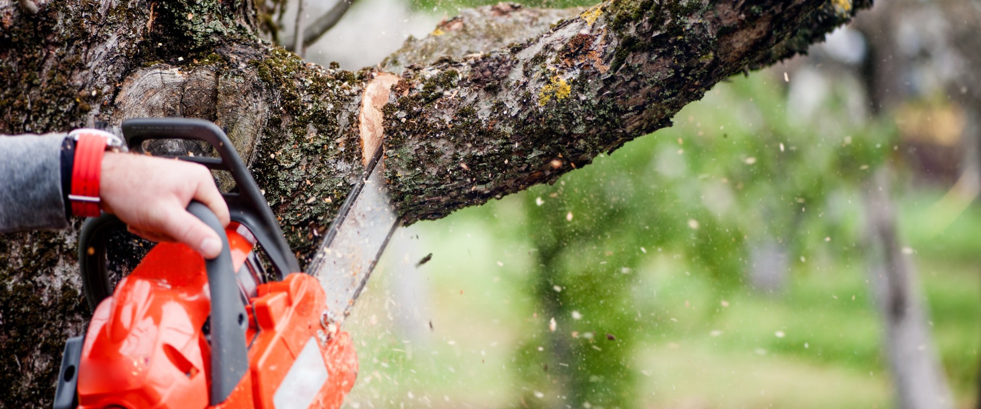 Close-up of our team using professional tools to trim a tree