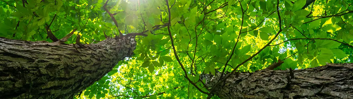 Seasonal Tree Care Tips for Homeowners